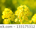 沐浴春日陽光的油菜花 133175312