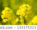 沐浴春日陽光的油菜花 133175313