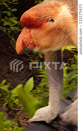 Proboscis Monkeys Nasalis larvatus closeup at Labuk Bay Sanctuary, Borneo Proboscis Monkeys Nasalis larvatus closeup at Labuk Bay Sanctuary, Borneo 133175423