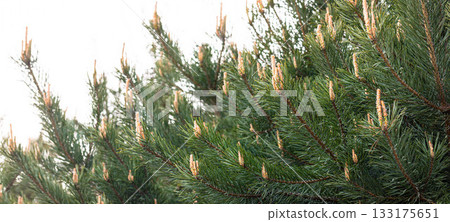 Evergreen pine tree branches with new growth and soft green needles Banner 133175651