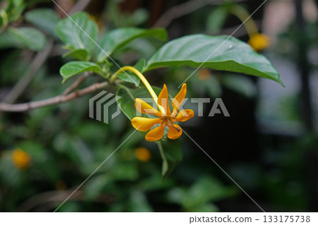 Gardenia carinata flower Gardenia carinata flower 133175738