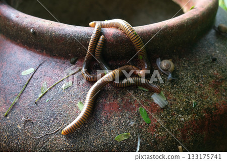 millipede or millepede millipede or millepede 133175741