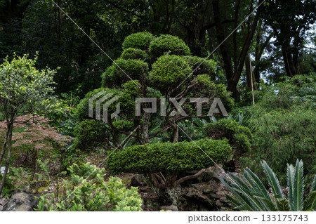 Japanese garden in the Botanical Garden of Georgia. Asian plants. Japanese tree 133175743
