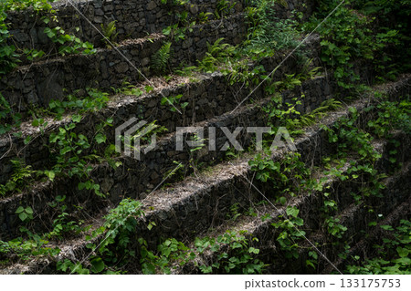 The stone steps are covered with moss and vines The stone steps are covered with moss and vines 133175753