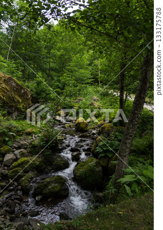 thin, wooded river in Georgia 133175788