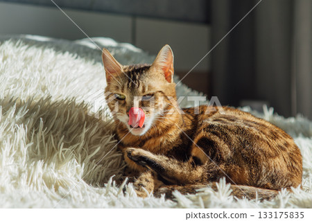 Bengal kitty cat laying on the white fury blanket Bengal kitty cat laying on the white fury blanket 133175835