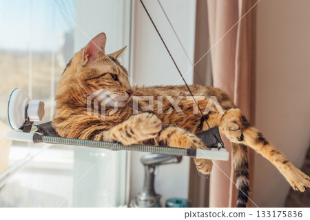 Cute little bengal kitty cat laying on the cat's window bed watching on the room. Cute little bengal kitty cat laying on the cat's window bed watching on the room. 133175836