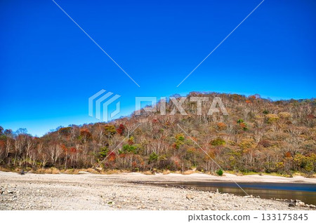 White lakeside and autumn birch leaves 133175845