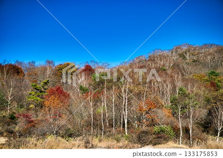 White birch and autumn leaves at Akagi Konuma White birch and autumn leaves at Akagi Konuma 133175853