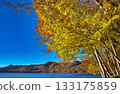 Autumn leaves of birch trees and Lake Onuma 133175859