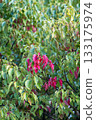 Autumn leaves 133175974