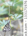 chestnut tiger with spread wings 133175976
