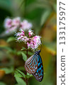 A chestnut butterfly resting on a pink flower 133175977
