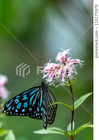 Asagi madara sucking flower honey Asagi madara sucking flower honey 133175978
