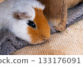 Cute guinea pig 133176091