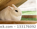 Rabbit in a fence 133176092