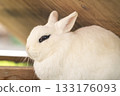 White rabbit 133176093
