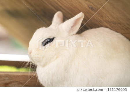 White rabbit White rabbit 133176093