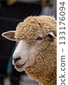 Sheep coming out of the fence 133176094