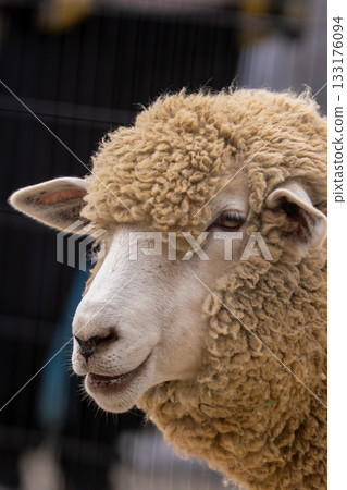 Sheep coming out of the fence Sheep coming out of the fence 133176094