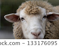 Sheep staring 133176095