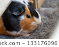 Guinea pig eating food 133176096