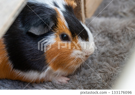 Guinea pig eating food Guinea pig eating food 133176096