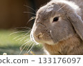 Cute rabbit ears profile 133176097