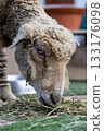 A goat that takes a face out of the fence 133176098
