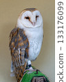 Cute owl 133176099