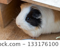 Guinea pig eating food 133176100