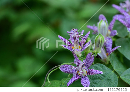 秋花:小杜鵑鮮豔的花瓣 秋花:小杜鵑鮮豔的花瓣 133176323