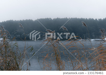 Frosty Reeds on a Frozen Lake Shore in Winter Fog Frosty Reeds on a Frozen Lake Shore in Winter Fog 133176461