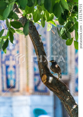 The ancient city of Samarkand The ancient city of Samarkand 133176755