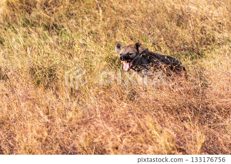 Hyena in the Serengeti Hyena in the Serengeti 133176756