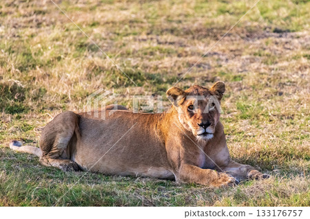 Female lion in the Serengeti 133176757