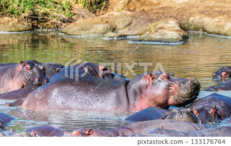 Hippo pool in the Serengeti Hippo pool in the Serengeti 133176764