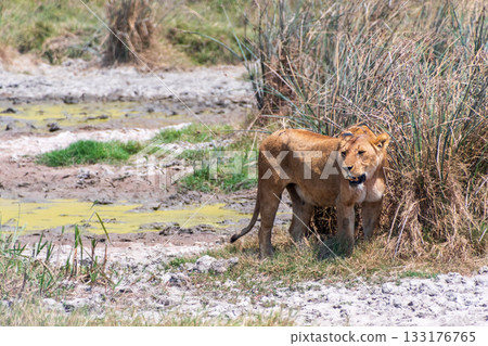 Mother liion in the ngorogoro crater Mother liion in the ngorogoro crater 133176765