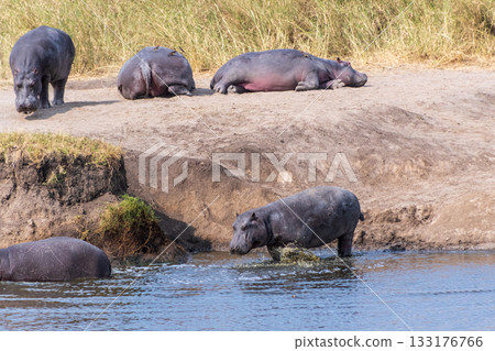 Hippos entering the water 133176766