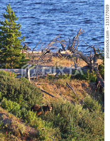 Grizzly Bear in the forest with the lake in the background, Yellowstone National Park, USA Grizzly Bear in the forest with the lake in the background, Yellowstone National Park, USA 133177089