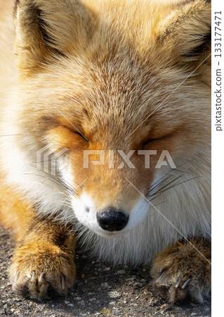 A red fox lying on the road on the Notsuke Peninsula in Hokkaido in winter 133177471