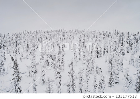 Aerial view of winter spruce forest. Beautiful landscape in cloudy sky Aerial view of winter spruce forest. Beautiful landscape in cloudy sky 133177518