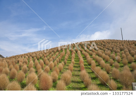 琵琶湖函館山:山頂的掃把草與天空 7 琵琶湖函館山:山頂的掃把草與天空 7 133177524