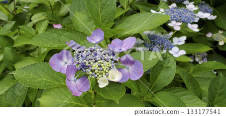  繡球花 133177541
