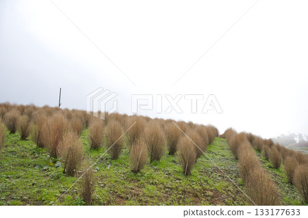 Lake Biwa Hakodateyama: Kochia and the sky at the summit 11 Lake Biwa Hakodateyama: Kochia and the sky at the summit 11 133177633