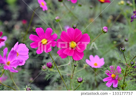 秋季花壇盛開的波斯菊 秋季花壇盛開的波斯菊 133177757