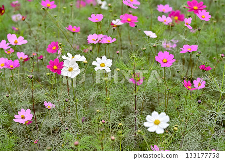 秋季花壇盛開的波斯菊 秋季花壇盛開的波斯菊 133177758
