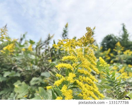 Close-up of wild goldenrod Close-up of wild goldenrod 133177786