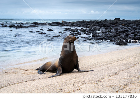 Sea Lion Posing on Playa Loberia Beach Sea Lion Posing on Playa Loberia Beach 133177830