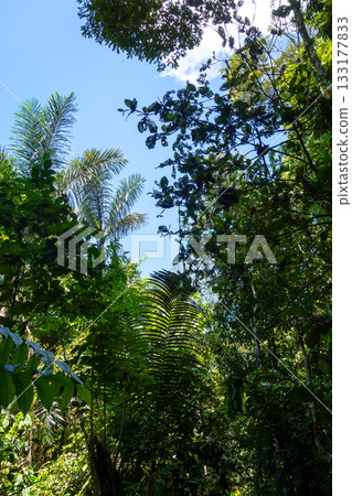 Lush rainforest canopy in Cuyabeno Reserve, Ecuador Lush rainforest canopy in Cuyabeno Reserve, Ecuador 133177833